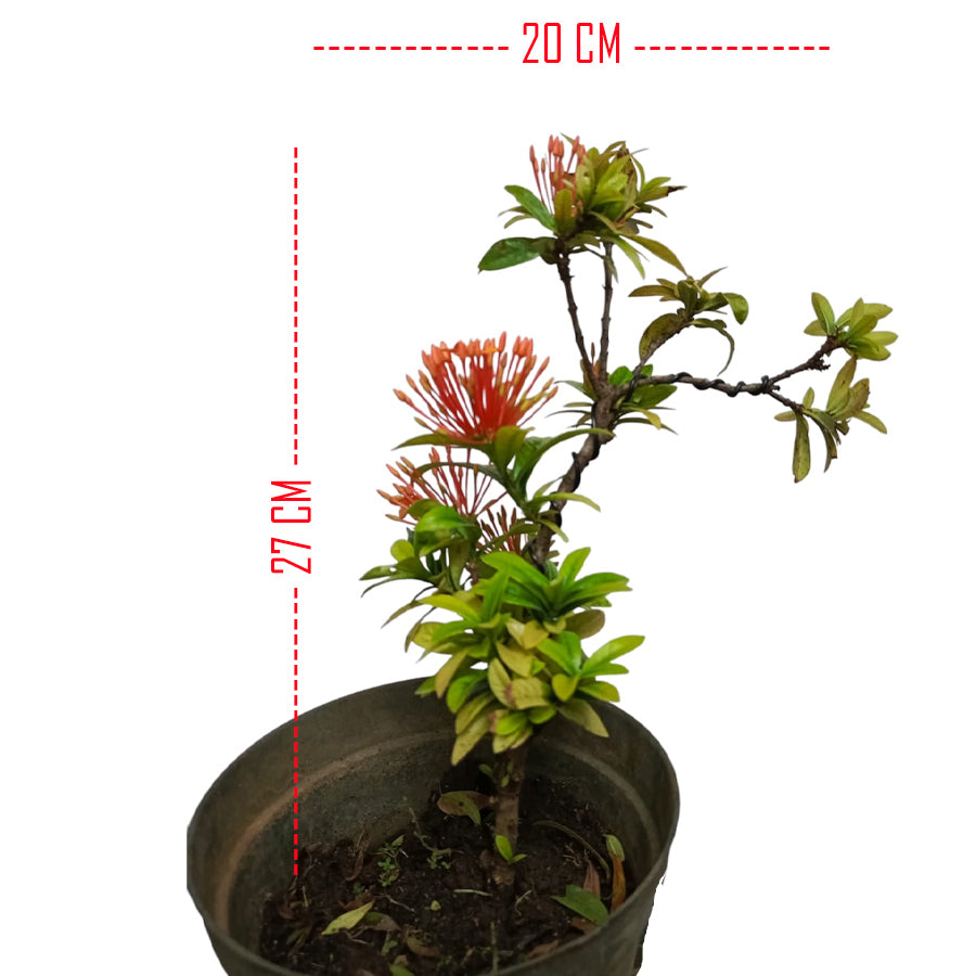 Tanaman Hias Bonsai Mame Soka Mini Asoka Jepang Ixora Orange B-SMO