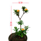 Tanaman Hias Bonsai Mame Soka Mini Asoka Jepang Ixora Orange B-SMO
