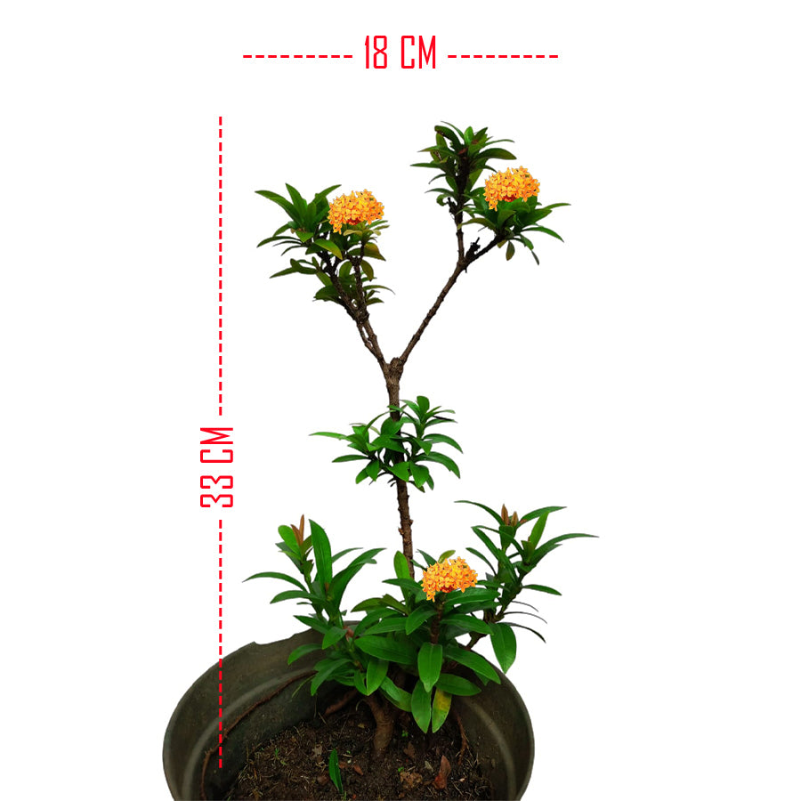 Tanaman Hias Bonsai Mame Soka Mini Asoka Jepang Ixora Orange B-SMO