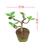 Tanaman Hias Pohon Bnsae Bonsai Mame Beringin Korea Mini Dolar B-BK-023