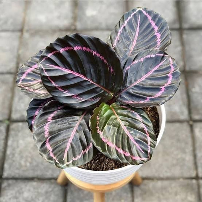 Tanaman Hias Calathea Black Lipstik Kalatea Calathea Black Lipstick