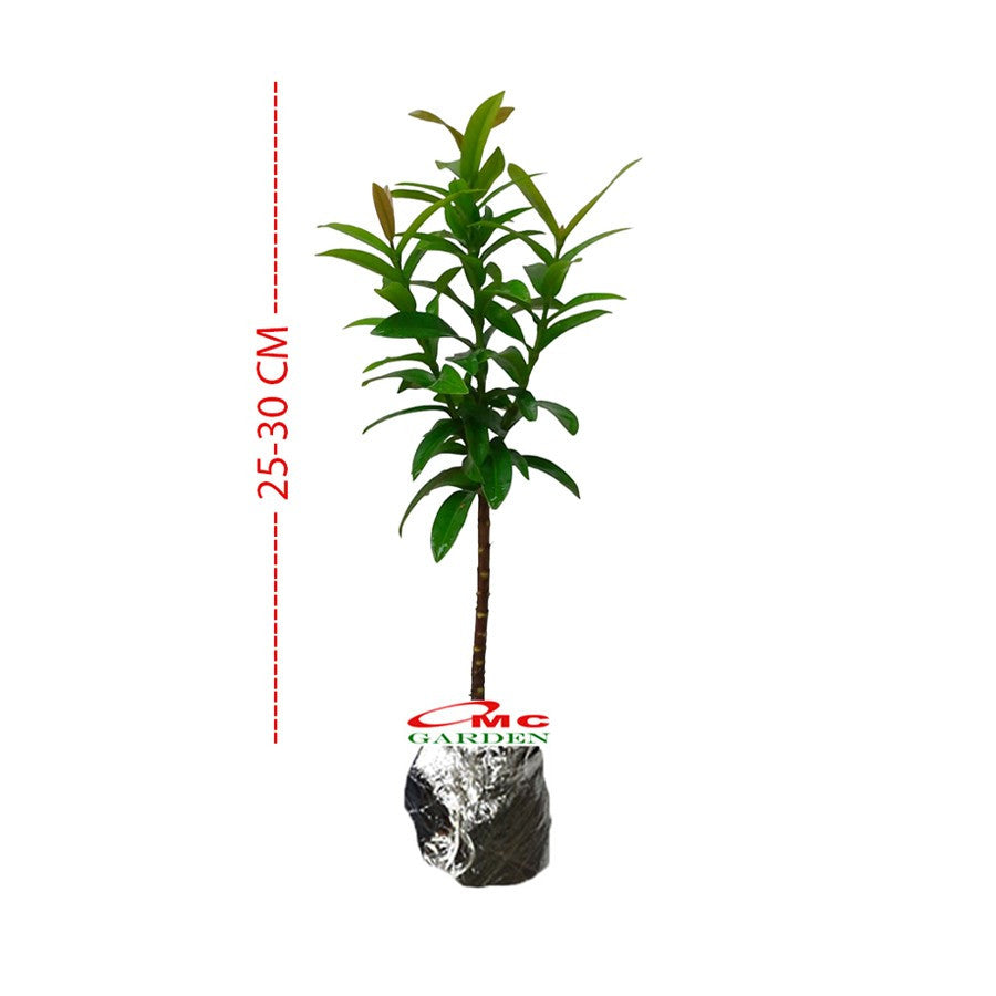 Tanaman Hias Soka Mini Asoka Jepang Ixora Orange Jambon SM0-2530