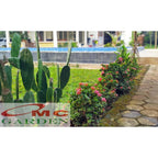 Tanaman Hias Soka Mini Asoka Jepang Ixora Orange Jambon SM0-2530