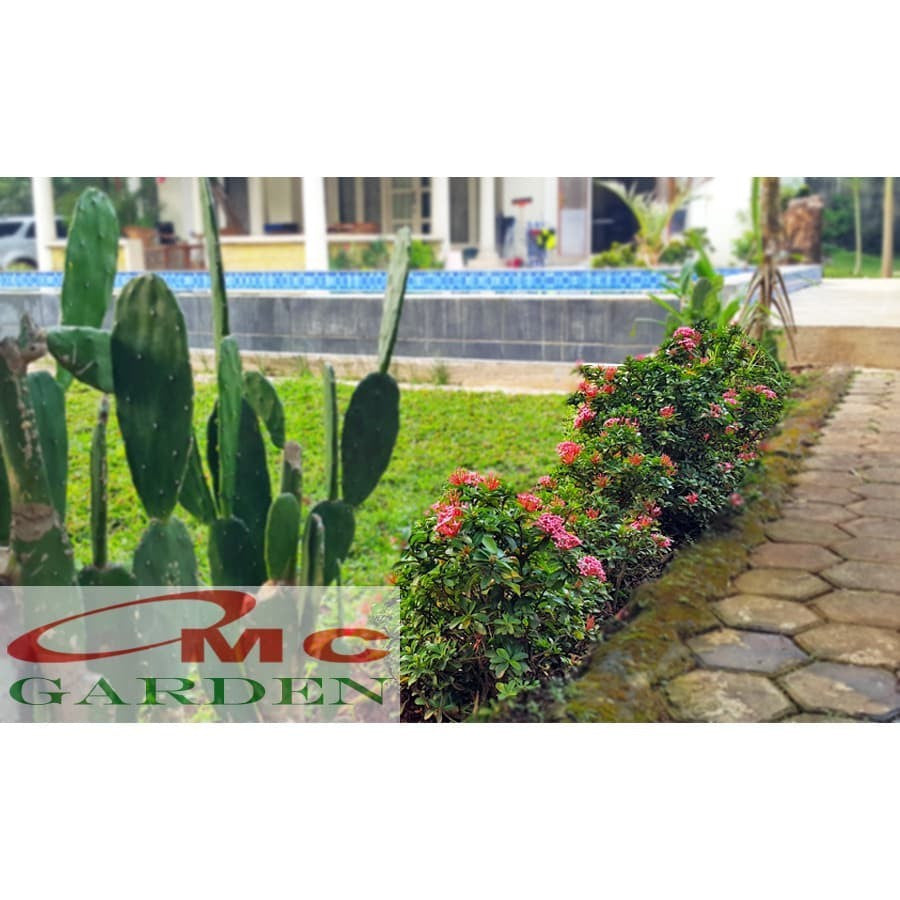 Tanaman Hias Soka Mini Asoka Jepang Ixora Orange Jambon SM0-2530