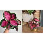 Tanaman Hias Calathea Crimson Roseopicta X Kalatea Kalathea Calatea Black Lipstik Lipstick