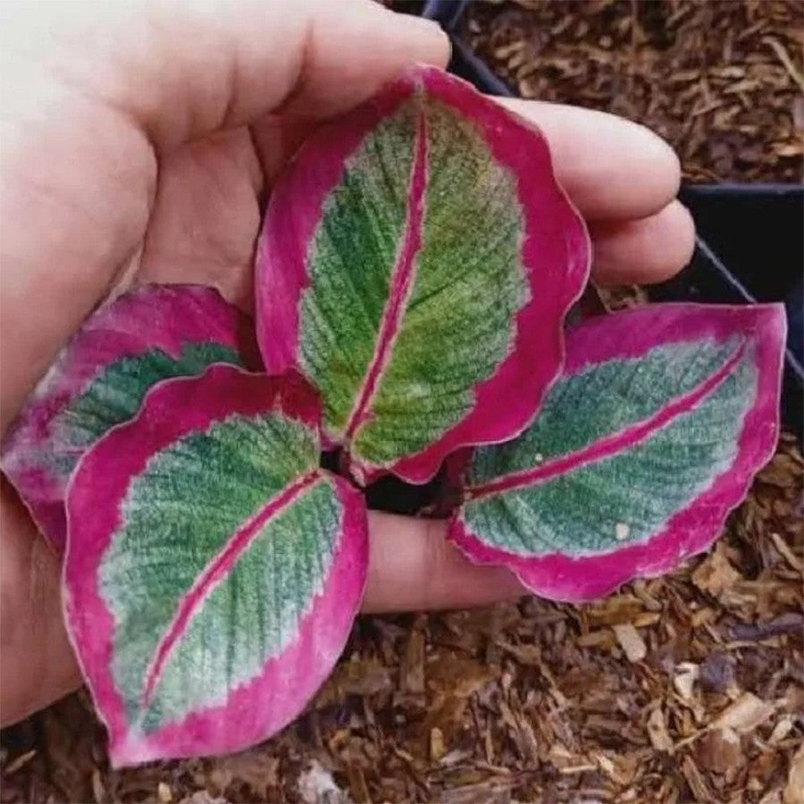 Tanaman Hias Calathea Crimson Roseopicta X Kalatea Kalathea Calatea Black Lipstik Lipstick