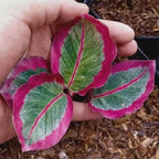 Tanaman Hias Calathea Crimson Roseopicta X Kalatea Kalathea Calatea Black Lipstik Lipstick