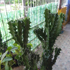 Euphorbia Lactea Hijau Kaktus Sukulen Cristata 1020