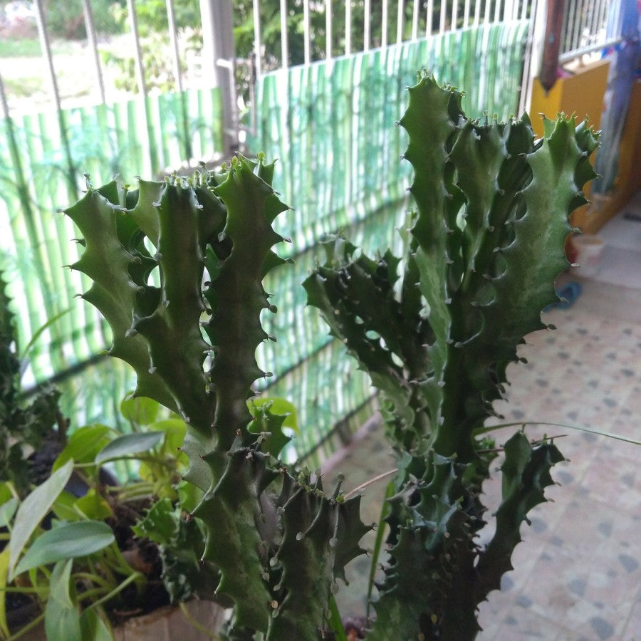Euphorbia Lactea Hijau Kaktus Sukulen Cristata 1020
