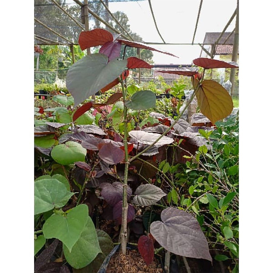 Tanaman Hias Bibit Bahan Bonsai Waru Merah Pohon Waru Merah Super Red 1020