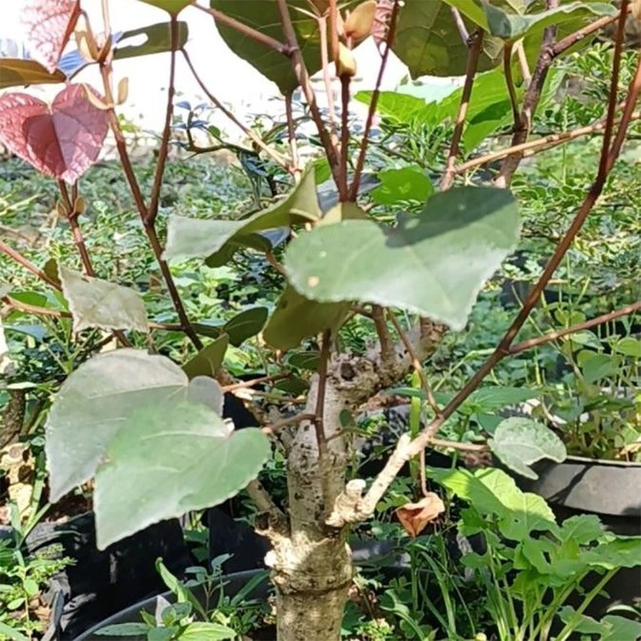 Tanaman Hias Bibit Bahan Bonsai Waru Merah Pohon Waru Merah Super Red 2030