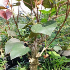 Tanaman Hias Bibit Bahan Bonsai Waru Merah Pohon Waru Merah Super Red 2030