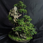 Tanaman Bibit Ulmus Micro Bahan Bonsain Ulmus Mikro Elm Cina 1020