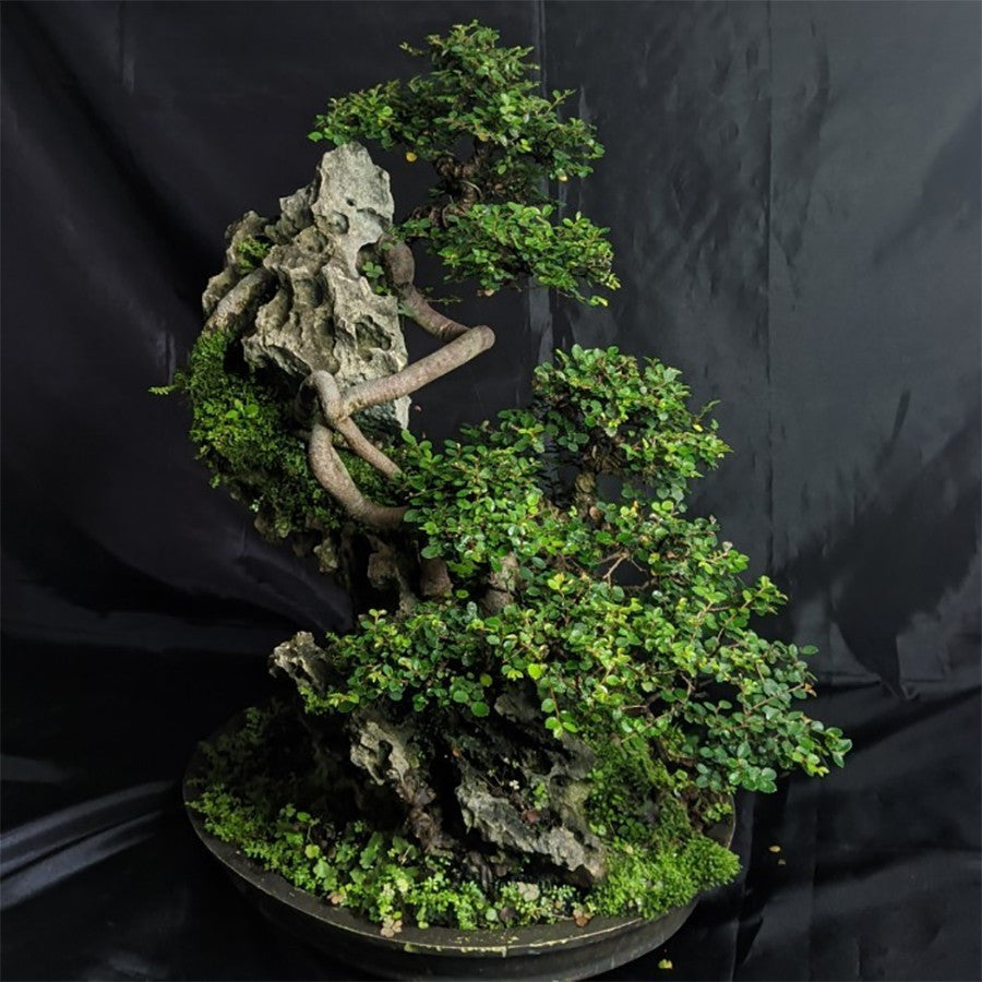 Tanaman Bibit Ulmus Micro Bahan Bonsain Ulmus Mikro Elm Cina 1020