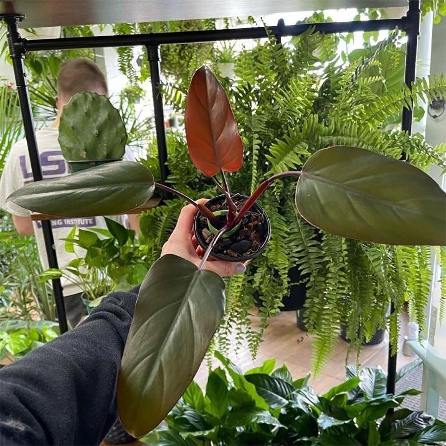 Philodendron Dark Lord/Philo DarkLord Houseplant Tanaman Hias 1020
