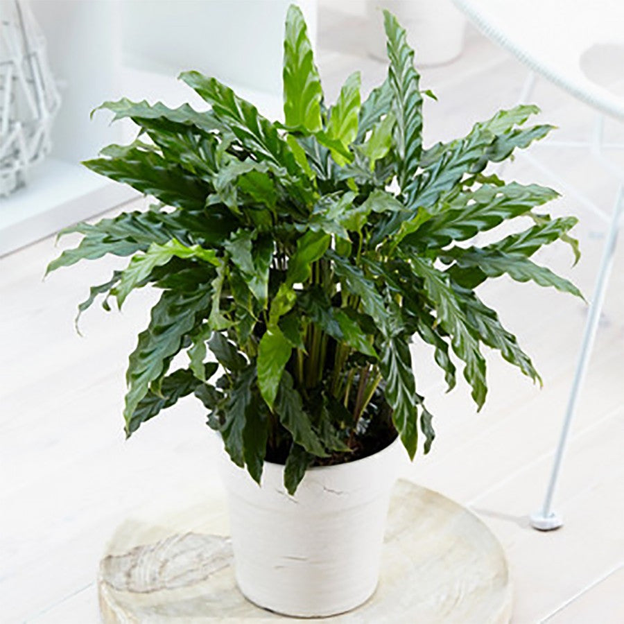 tanaman hias calathea rufibarba/Bibit Calathea Rufibarba Kalatea 1020