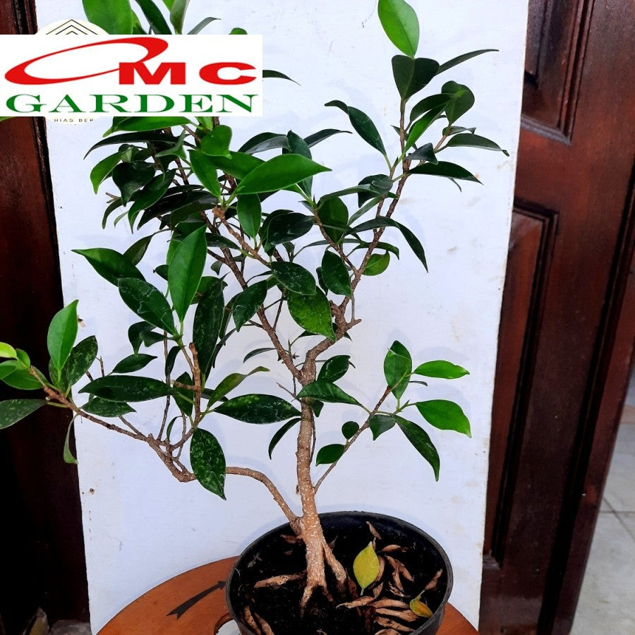 Tanaman Beringin Lokal Local Bibit Bahan Kimeng Mikro Ori Ficus Kimeng Mikro Daun Kecil 1020