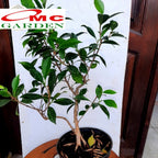 Tanaman Beringin Lokal Local Bibit Bahan Kimeng Mikro Ori Ficus Kimeng Mikro Daun Kecil 1020