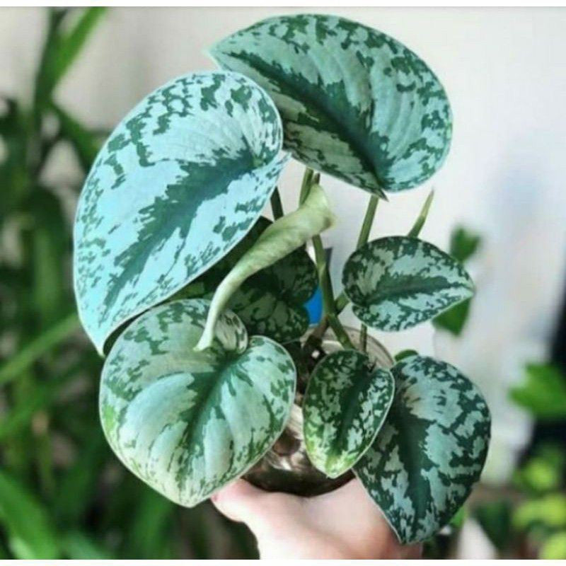 Sirih Gading Silver - scindapsus pictus epipremnum aerum putih perak