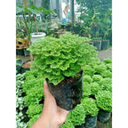 Tanaman Hias Lumut Ambon Moss Ambon Bunga Rumput Papua 1 pot