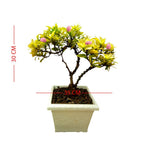 Tanaman Hias Bonsai Mame Soka Mini Asoka Jepang Ixora Pink B-SMP-009