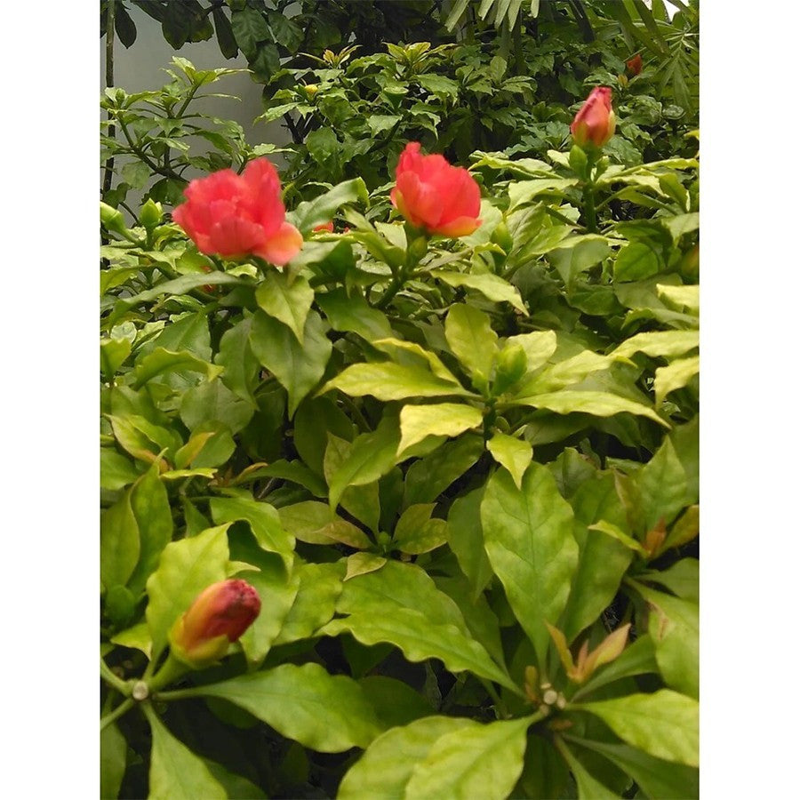 Bibit Pohon Jarum Tujuh Bilah Tanaman Daun Jarum 7 Bilah Obat Herbal 1020