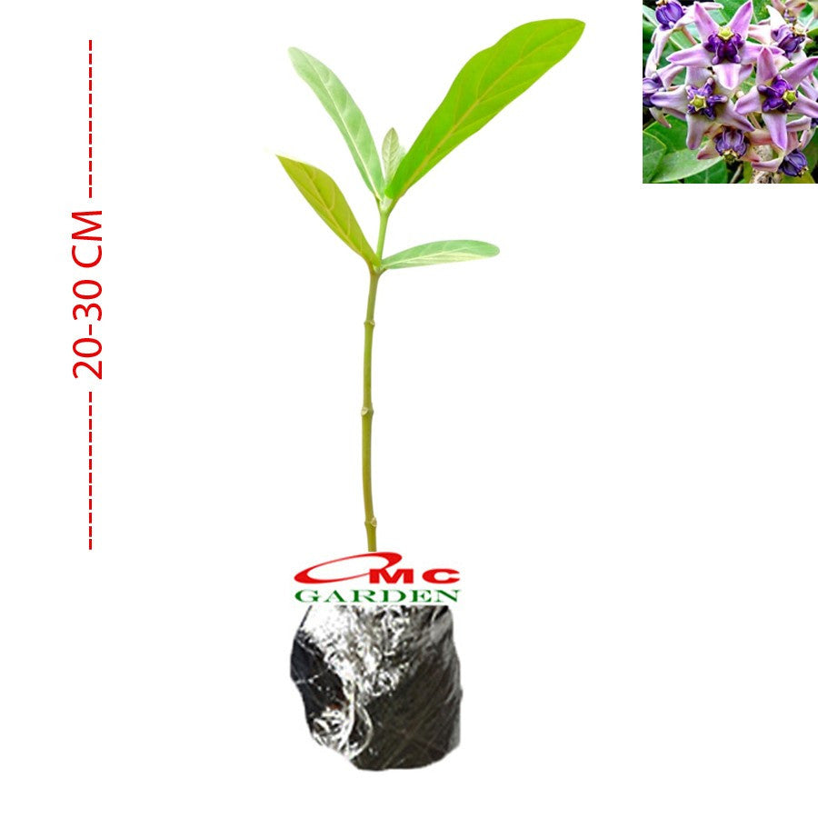 Tanaman Bibit Biduri Bunga Biduri Bibit Widuri Calotropis 2030