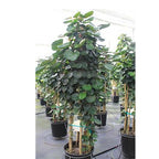 Bonsai Bonsae Mangkok Mangkokan Tanaman Obat Herbal Hias