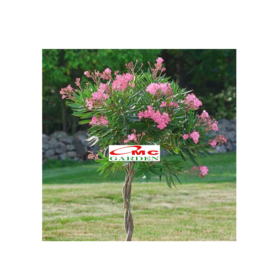 Nerium Oleander Bunga Jepun Jpun Mentega Tanaman Hias Bibit Merah Fanta 2030