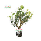 Bibit Tanaman Hias Boksus Boxus Bokus Buksus Buxus Boxwood Buxaceae 05-10cm