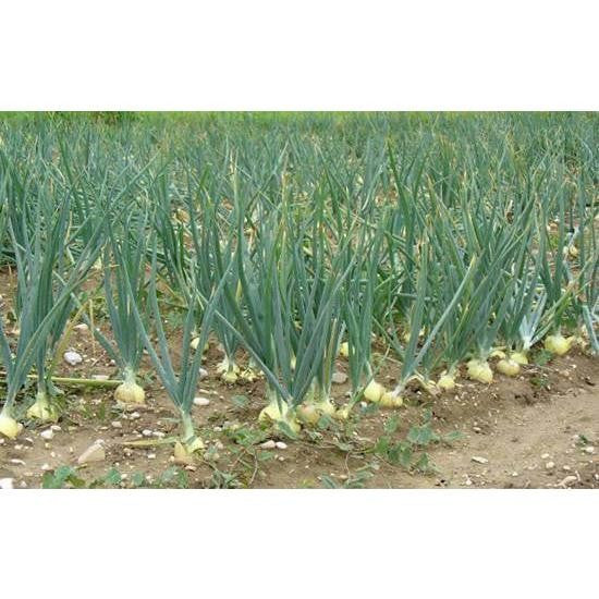 Benih/Bibit Tanaman Bawang Putih Tunggal / lanang