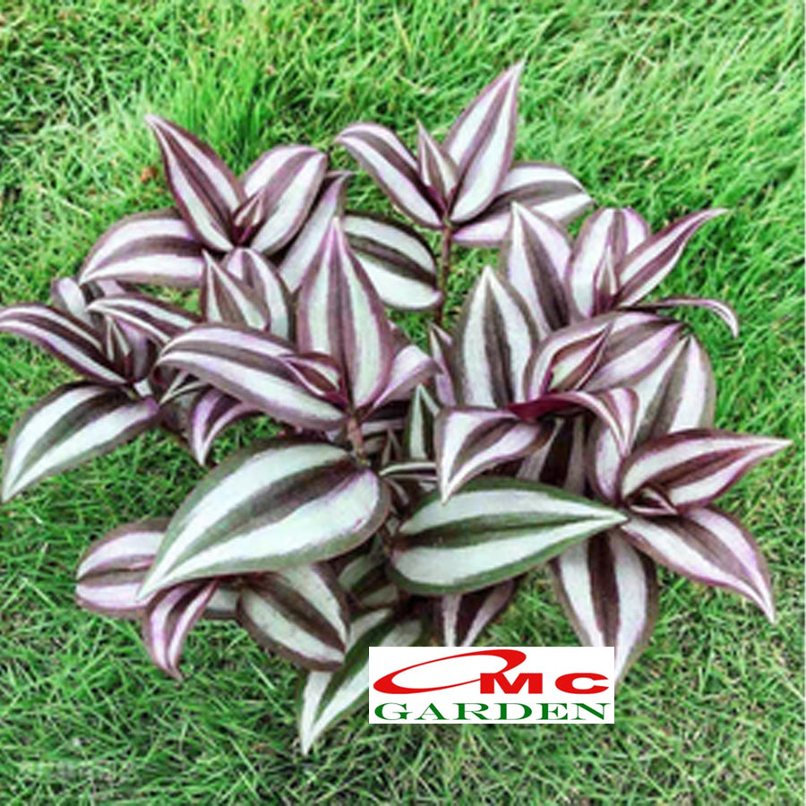 Tanaman Hias Gantung Tradescantia Zebrina Rumput Belang Tradescantia Plant Zebrakraut 1020