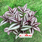 Tanaman Hias Gantung Tradescantia Zebrina Rumput Belang Tradescantia Plant Zebrakraut 1020