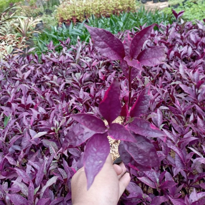 Tanaman Hias Erva Bayam Merah Erva Merah Erpah