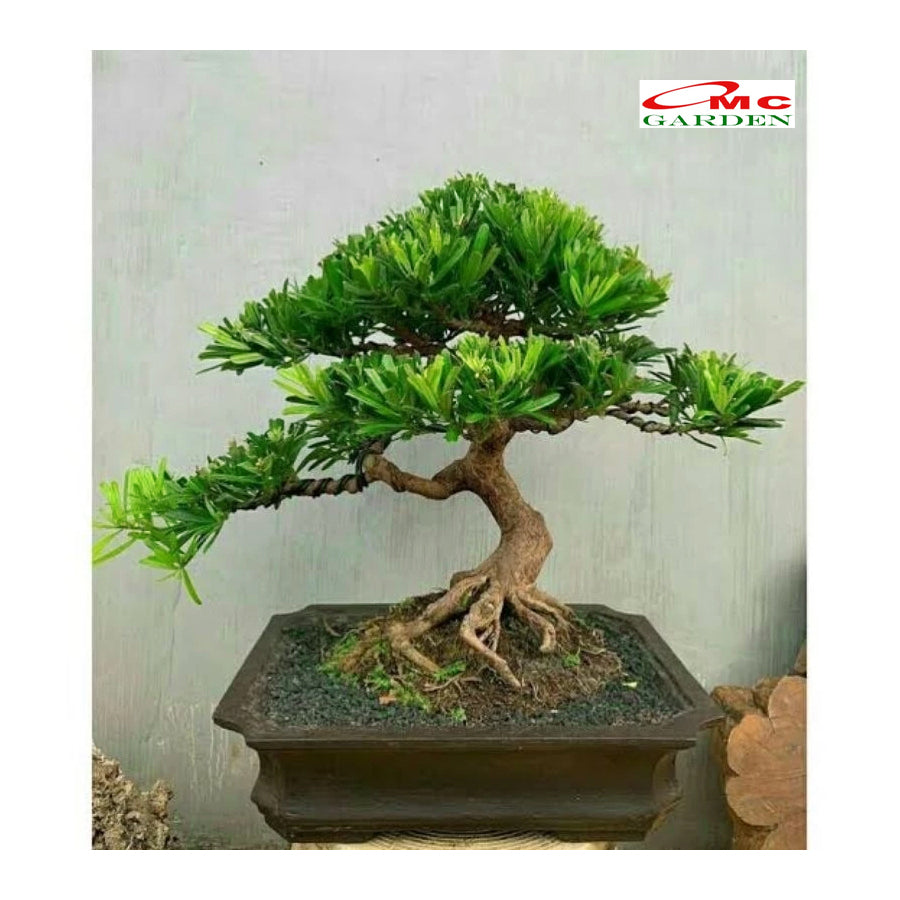Bibit Tanaman Hias Macrophyllus Podocarpus Costalis Nakaii Lohansung 0510 CM