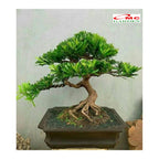 Bibit Tanaman Hias Macrophyllus Podocarpus Costalis Nakaii Lohansung 0510 CM