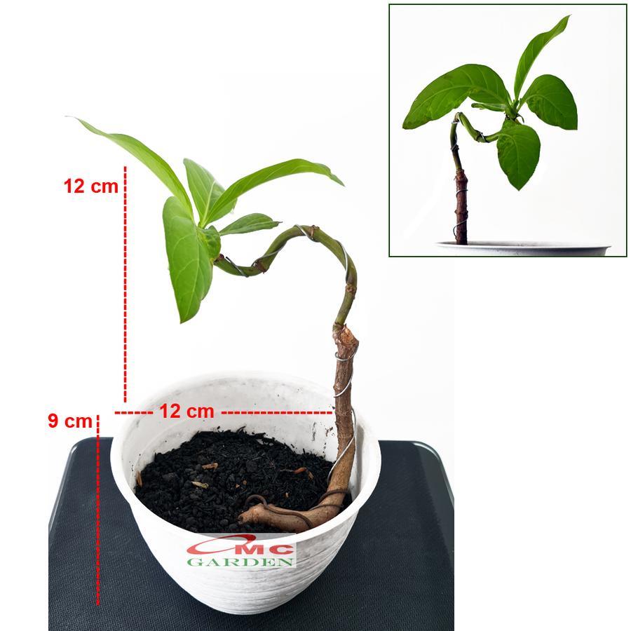 Pot Tanaman Hias Bunga Bonsai Sukulen Bulat Tawon Putih Plastik 10