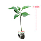 Bibit Tanaman Herbal Sambung Nyawa Gynura Procumbens 2030