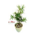 Bibit Tanaman Hias Macrophyllus Podocarpus Costalis Nakaii Lohansung 0510 CM
