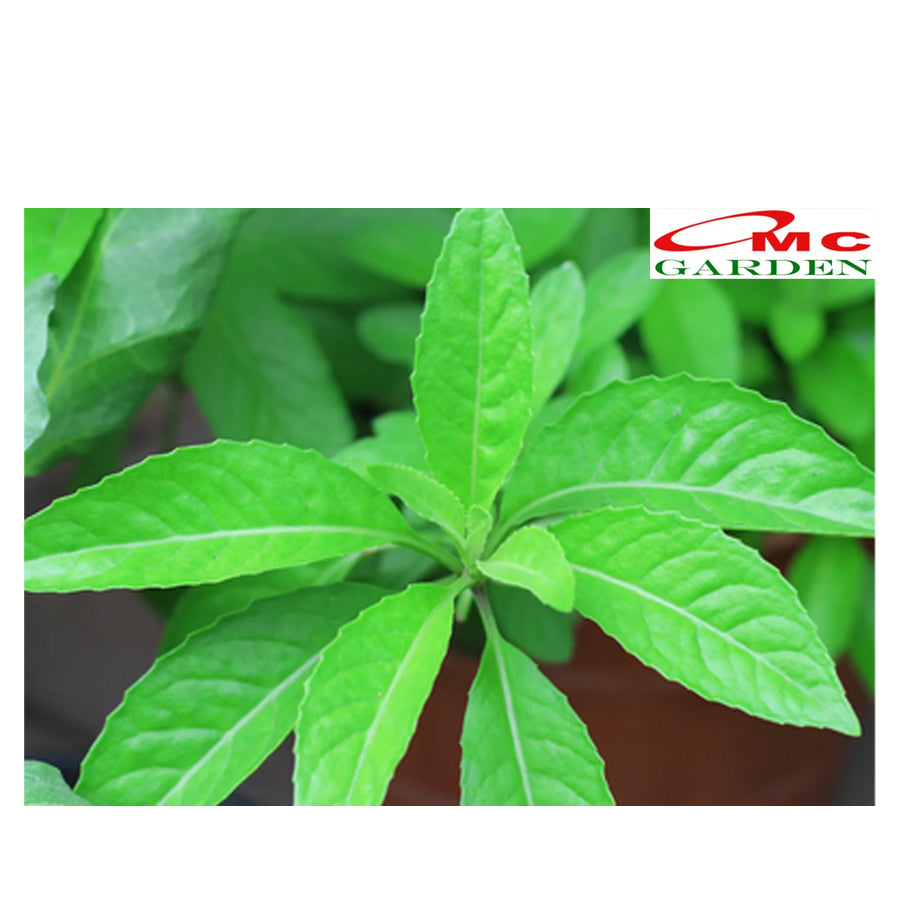Bibit Tanaman Herbal Sambung Nyawa Gynura Procumbens 2030