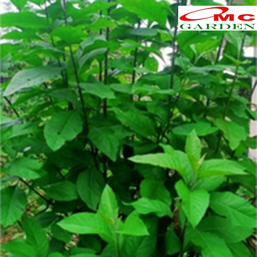 Bibit Tanaman Herbal Sambung Nyawa Gynura Procumbens 2030