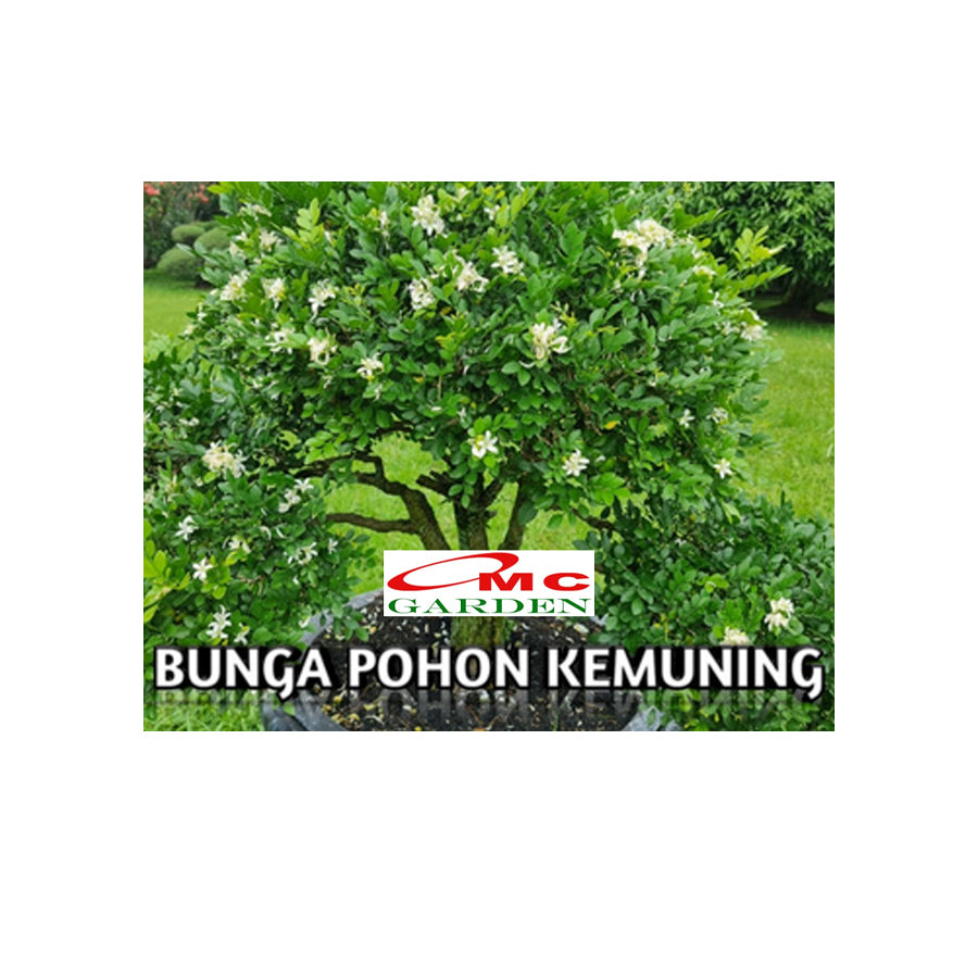 Bibit Bunga Tanaman Kemuning Rimbun Jepang Kem Murraya Rutaceae Murraya Paniculata Sukik  Kamoni Palopo Eseki Tanasa Kamone Kamoni