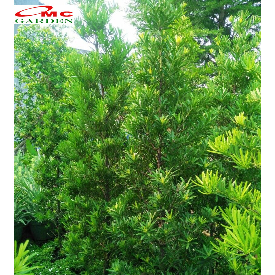 Bibit Tanaman Hias Macrophyllus Podocarpus Costalis Nakaii Lohansung 0510 CM