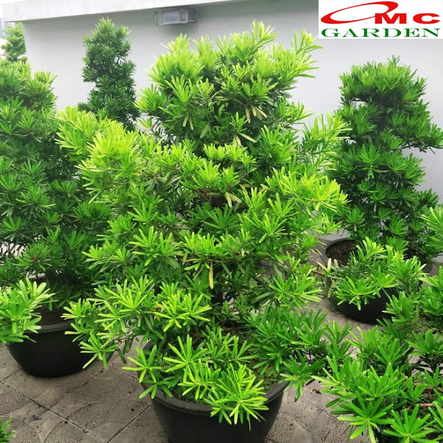 Bibit Tanaman Hias Macrophyllus Podocarpus Costalis Nakaii Lohansung 1020 CM