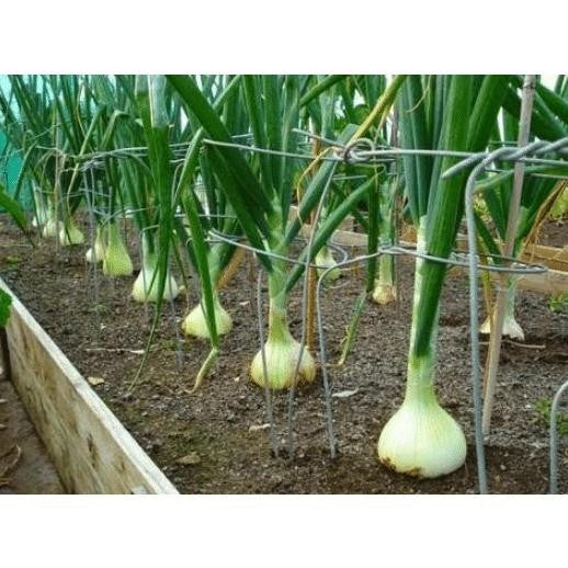 Benih/Bibit Tanaman Bawang Putih Tunggal / lanang
