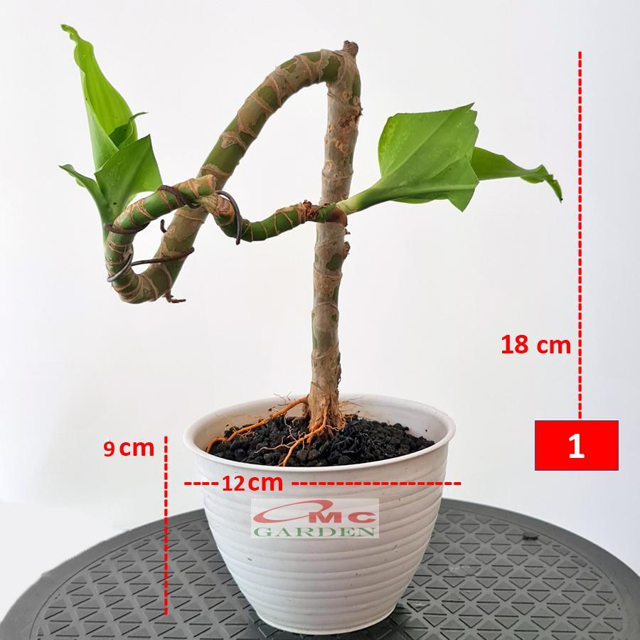 Pot Tanaman Hias Bunga Bonsai Sukulen Bulat Tawon Putih Plastik 10