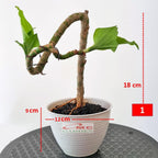 Pot Tanaman Hias Bunga Bonsai Sukulen Bulat Tawon Putih Plastik 10