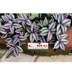 Tanaman Hias Gantung Tradescantia Zebrina Rumput Belang Tradescantia Plant Zebrakraut 1020
