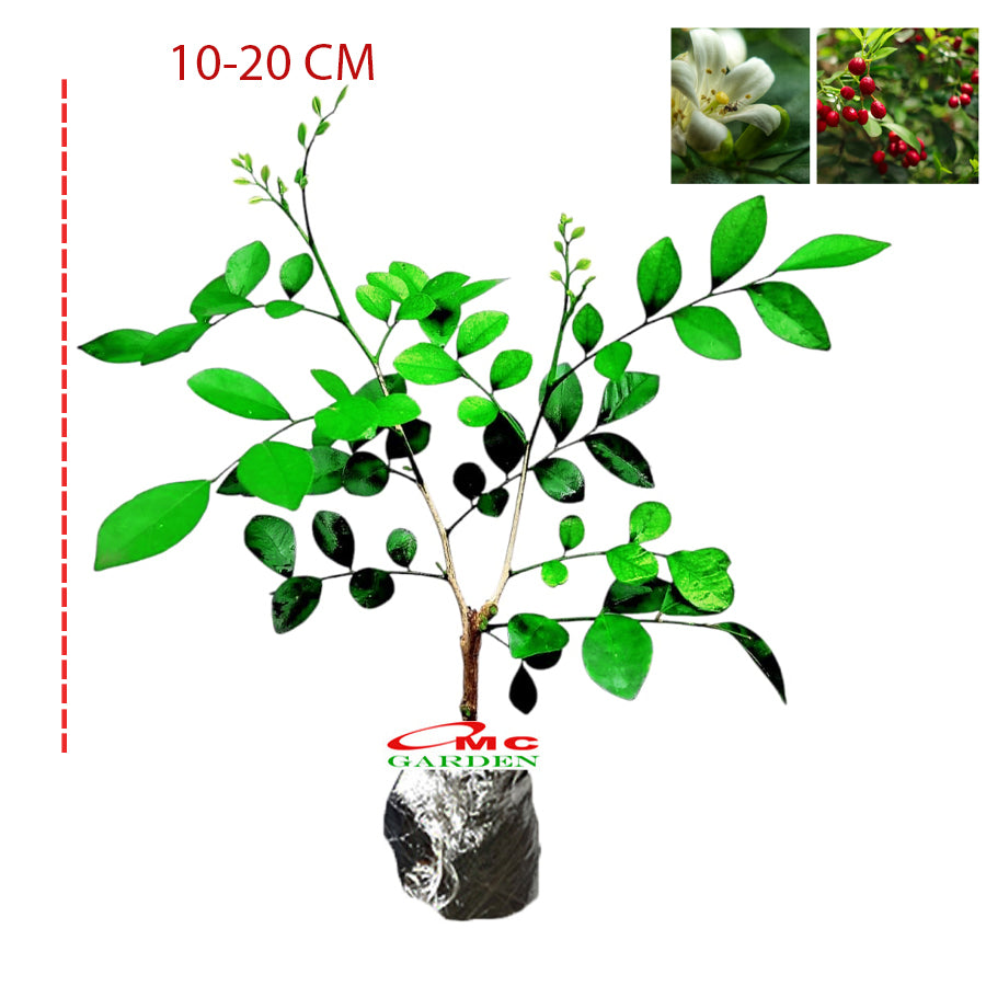 Bibit Bunga Tanaman Kemuning Rimbun Jepang Kem Murraya Rutaceae Murraya Paniculata Sukik  Kamoni Palopo Eseki Tanasa Kamone Kamoni