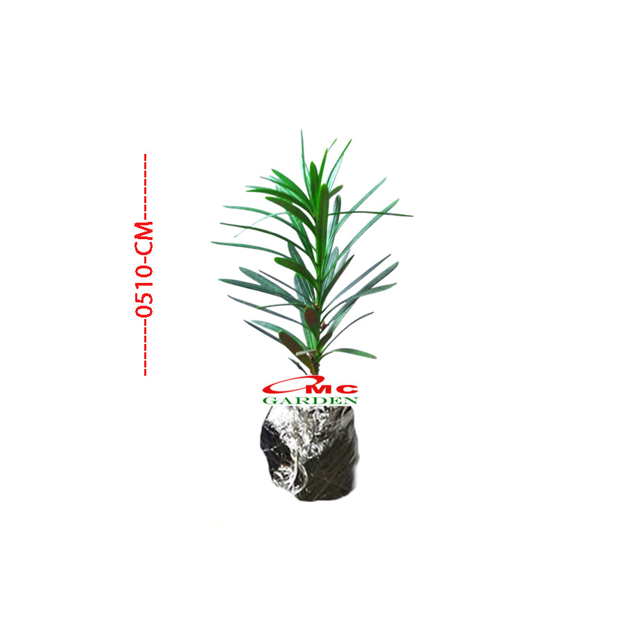 Bibit Tanaman Hias Macrophyllus Podocarpus Costalis Nakaii Lohansung 0510 CM